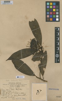 Type of Pavetta laoticensis Bremek. [family RUBIACEAE]