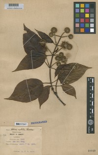 Isotype of Adina nobilis Geddes [family RUBIACEAE]