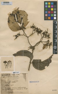 Isotype of Mussaenda longisepala Geddes [family RUBIACEAE]