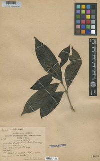 Isotype of Tarenna valida Craib [family RUBIACEAE]