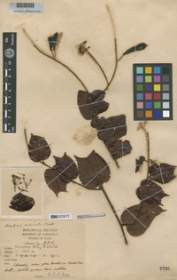 Filed as Bauhinia calcicola Craib [family LEGUMINOSAE]