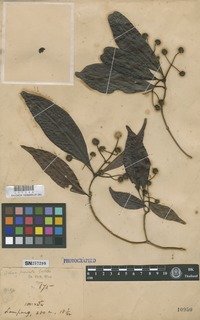 Isotype of Adina parvula Geddes [family RUBIACEAE]
