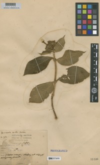 Isotype of Mussaenda mollis Geddes [family RUBIACEAE]