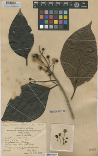 Type of Adina polycephala Benth. var. noei Craib [family RUBIACEAE]