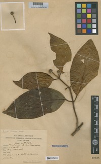 Type of Nauclea brunnea Craib [family RUBIACEAE]