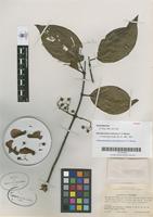 Isotype of Banisteriopsis inebrians C. V. Morton [family MALPHIGIACEAE]