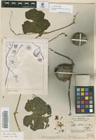 Holotype of Luffa astorii Svenson [family CUCURBITACEAE]