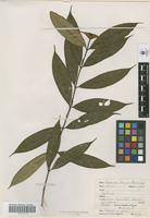 Isotype of Faramea terreyae Standley [family RUBIACEAE]