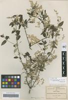 Isotype of Iresine discolor Greenm. [family AMARANTHACEAE]