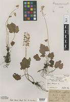 Lectotype of Tiarella cordifolia L. var. cordifolia Farw. [family SAXIFRAGACEAE]