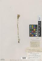 Type of Castilleja coccinea (L.) Spreng. f. alba Farw. [family SCROPHULARIACEAE]
