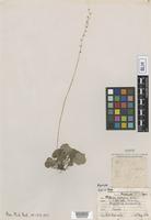 Holotype of Mitella diphylla L. f. efoliata Farw. [family SAXIFRAGACEAE]