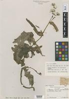 Type of Sonchus arvensis L. var. eglandulosus Farw. [family ASTERACEAE]