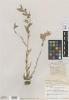 Type of Castilleja coccinea (L.) Spreng. f. lutescens Farw. [family SCROPHULARIACEAE]