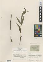 Holotype of Hieracium umbellatum L. var. scabriusculum Farw. [family ASTERACEAE]