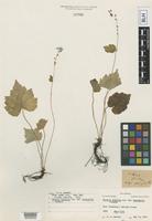 Holotype of Mitella diphylla L. var. monophylla Farw. [family SAXIFRAGACEAE]