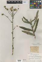 Type of Hieracium umbellatum L. var. scabriusculum Farw. [family ASTERACEAE]