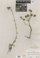 Type of Hieracium umbellatum L. var. scabriusculum Farw. [family ASTERACEAE]