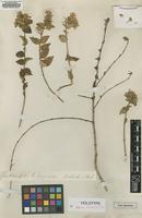 Holotype of Abelia chinensis R.Br. [family CAPRIFOLIACEAE]