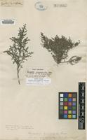 Lectotype of Suaeda microphylla Pall. [family CHENOPODIACEAE]