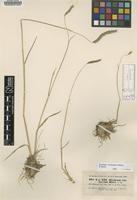 Type of Hordeum violaceum Boiss. & Hohen. [family POACEAE]