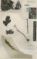 Type of Roupala pinnata (Ruiz & Pav.) Diels [family PROTEACEAE]