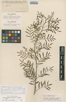 Type of Schinus molle Barkl. var. hassleri [family ANACARDIACEAE]