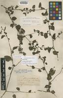 Holotype of Acalypha californica Benth. [family EUPHORBIACEAE]