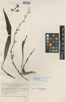 Isotype of Bulbophyllum disjunctum Ames & C.Schweinf. [family ORCHIDACEAE]
