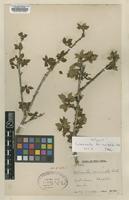 Isotype of Cotoneaster bisramianus G.Klotz [family ROSACEAE]