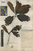 Holotype of Neonauclea brassii S.Moore [family RUBIACEAE]
