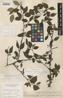 Holotype of Cotoneaster kongboensis G.Klotz [family ROSACEAE]