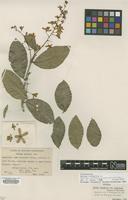 Isotype of Petrea volubilis Standl. f. albiflora [family VERBENACEAE]