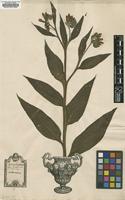 Original material of Symphytum officinale L. [family BORAGINACEAE]