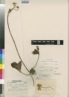 Type of Anemone peneensis Baker f. [family RANUNCULACEAE]