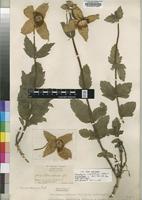 Isotype of Clematopsis simplicifolia Hutch. & Summerh. [family RANUNCULACEAE]
