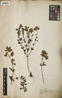 Filed as Origanum virens Hoffmanns. & Link [family LAMIACEAE]