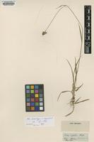 Type of Juncus congestus Thuill. [family JUNCACEAE]