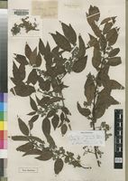 Syntype of Choristylis shirensis Baker,f. [family GROSSULARIACEAE]
