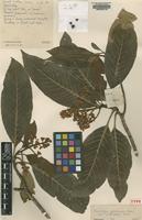 Type of Eriobotrya glabrescens J.E.Vidal var. victoriensis [family ROSACEAE]