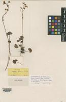 Type of Saxifraga olympica Boiss. [family SAXIFRAGACEAE]