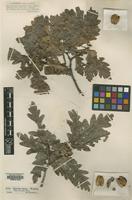 Type of Quercus aurea Wierzb. [family FAGACEAE]