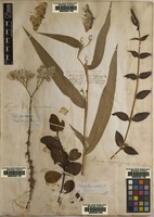 Lectotype of Calophyllum calaba L. [family CLUSIACEAE]
