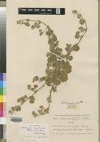 Isotype of Alchemilla inyangensis Weim. [family ROSACEAE]