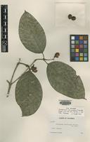 Isotype of Coussarea macrocalyx Standl. [family RUBIACEAE]