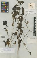 Isolectotype of Casearia eriophora C.Wright [family FLACOURTIACEAE]