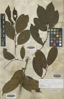 Isotype of Lacistema myricoides Sw. [family FLACOURTIACEAE]