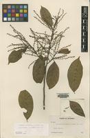 Isotype of Lozania bipinnata L.B. Smith [family FLACOURTIACEAE]