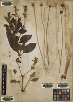 Filed as Acrostichum pectinatum L. [family SCHIZAEACEAE]