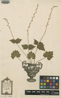 Lectotype of Mitella diphylla L. [family SAXIFRAGACEAE]